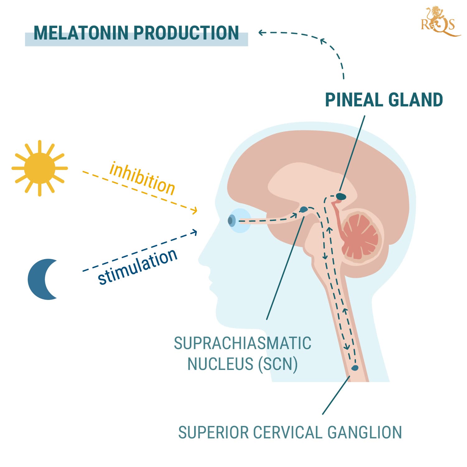Melatoninproduktion Melatoninproduktion