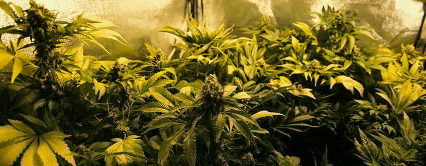 Pineapple Kush Pineapple Kush