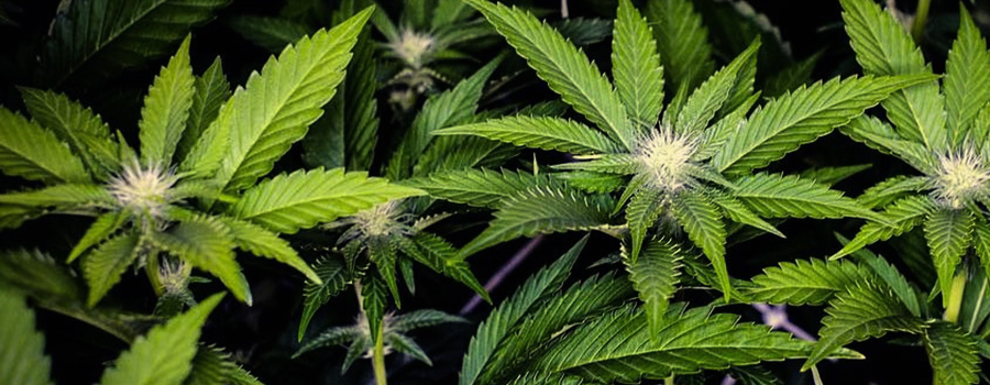 Pineapple Kush 