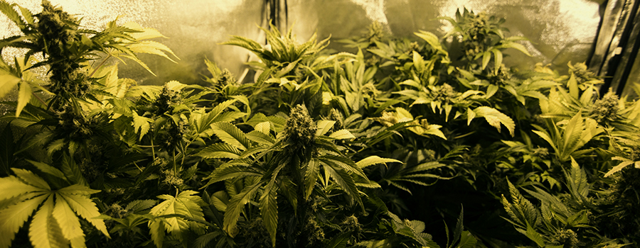 Pineapple Kush Pineapple Kush