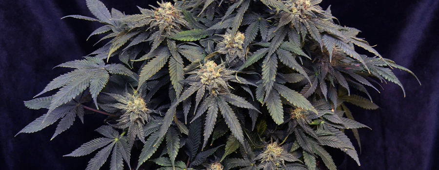 Pineapple Kush Pineapple Kush
