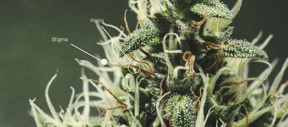 Nahaufnahme einer weiblichen Marihuana-Knospe mit weißen Stempeln und Trichomen, die Details ihrer Qualität und ihres natürlichen Aussehens zeigt.