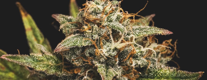 Over-ripe pistils Over-ripe pistils