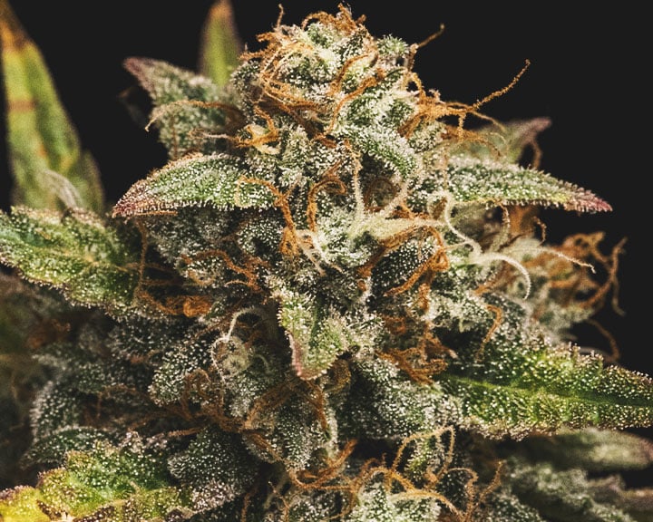Over-ripe pistils Over-ripe pistils
