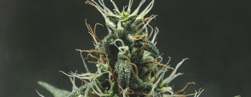 Pistils on under-ripe buds Pistils on under-ripe buds