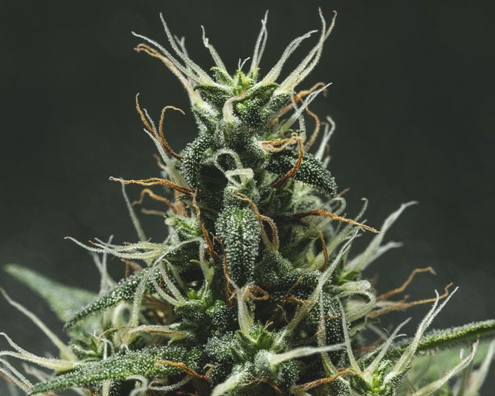 Pistils on under-ripe buds Pistils on under-ripe buds