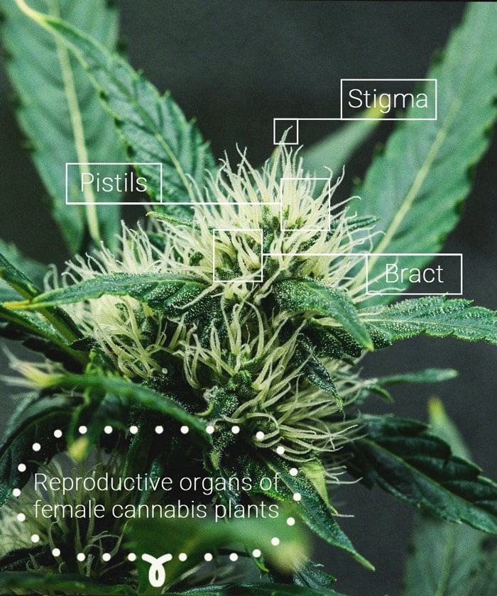 The Importance Of Pistils To Cannabis Growers The Importance Of Pistils To Cannabis Growers
