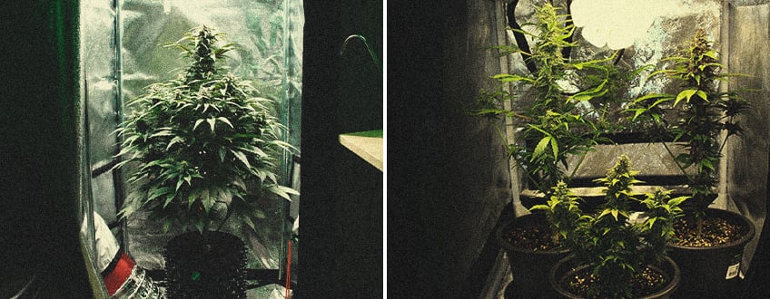 Mikro-Cannabisanbau: Großartiges Weed in winzigen Räumen anbauen