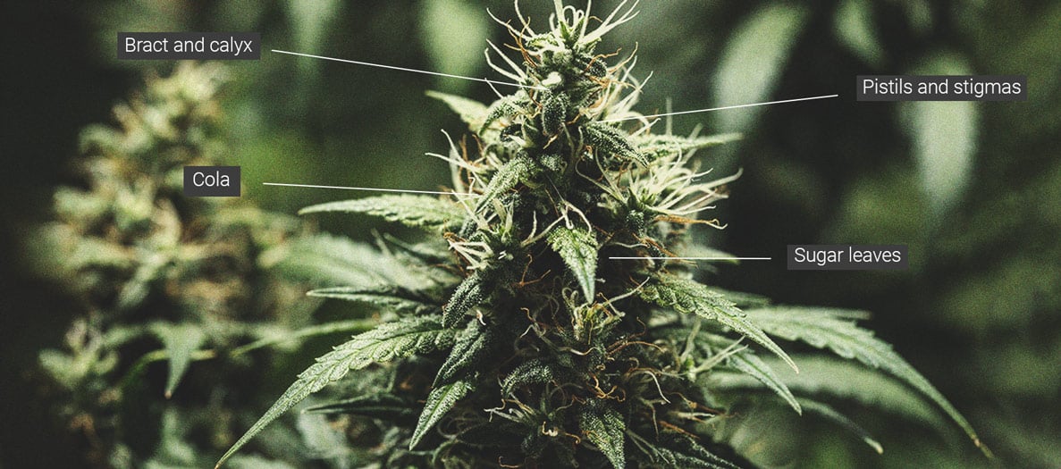 Detaillierte Nahaufnahme eines Cannabis-Colas, die die Blütenstruktur der Cannabispflanze zeigt, mit Beschriftungen zur Identifizierung von Trichomen, Stempeln und anderen Teilen.