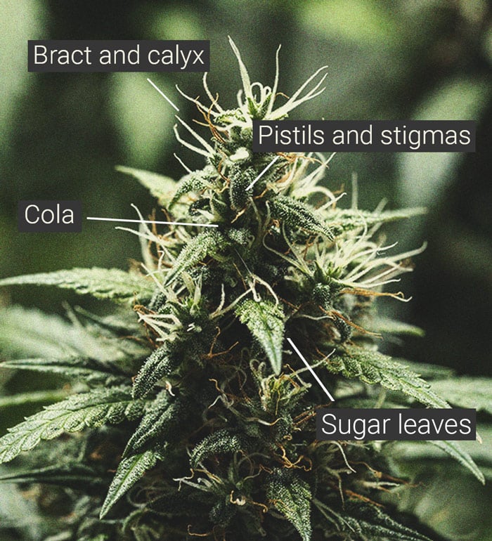 Detaillierte Nahaufnahme eines Cannabis-Colas, die die Blütenstruktur der Cannabispflanze zeigt, mit Beschriftungen zur Identifizierung von Trichomen, Stempeln und anderen Teilen.