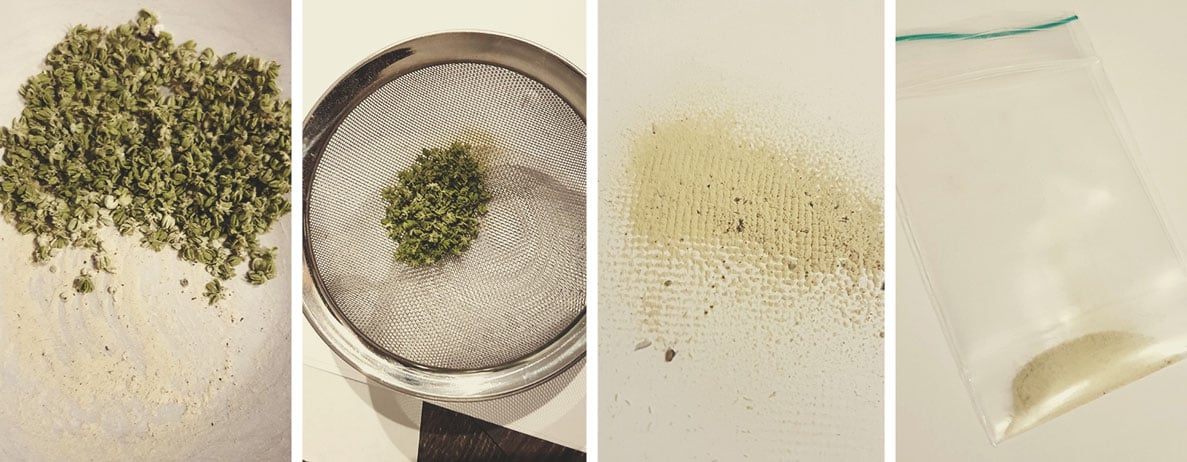 Wie man Cannabispollen erntet Wie man Cannabispollen erntet