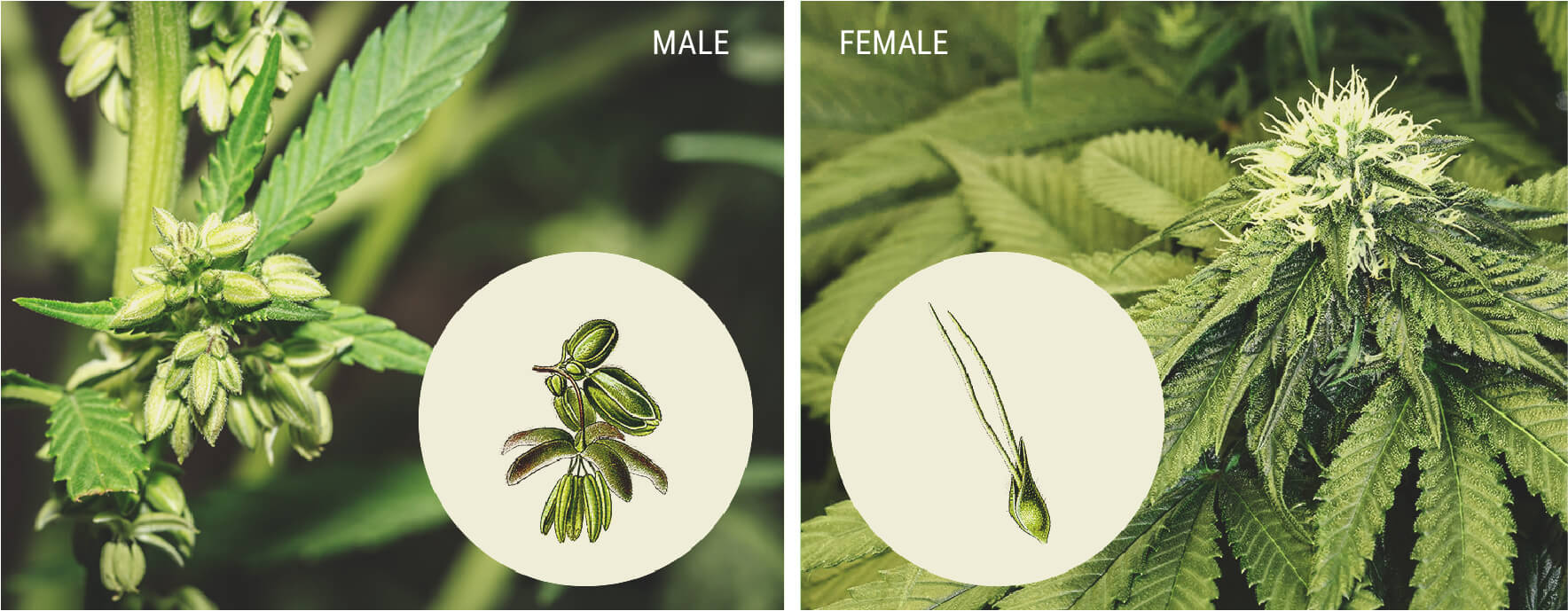 Wie Du Männliche Cannabispflanzen Erkennst Wie Du Männliche Cannabispflanzen Erkennst