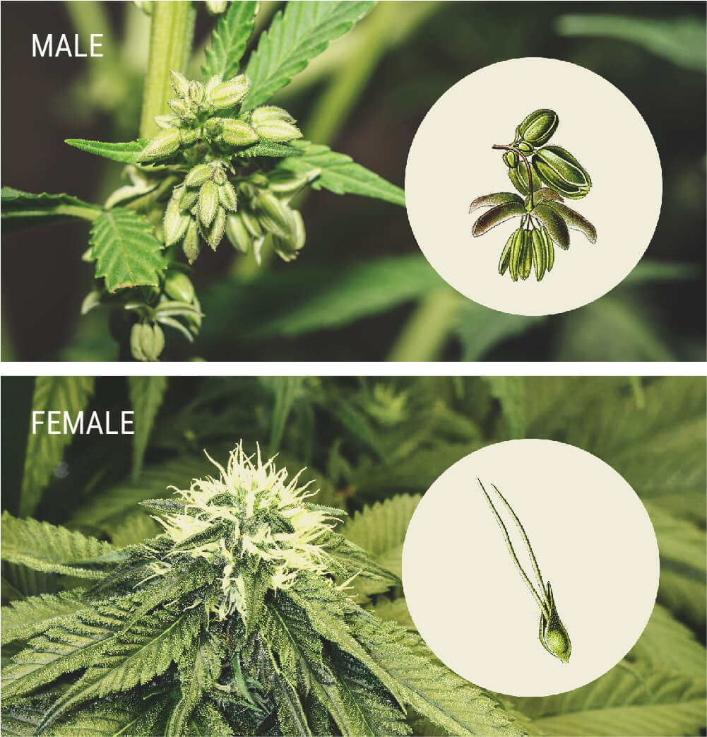 Wie Du Männliche Cannabispflanzen Erkennst Wie Du Männliche Cannabispflanzen Erkennst