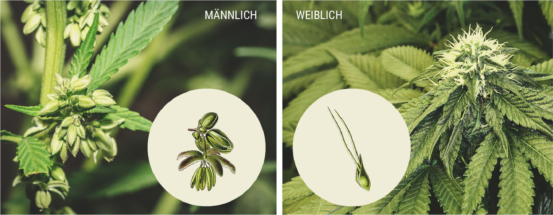 Wie Du Männliche Cannabispflanzen Erkennst