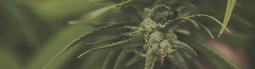 CANNABIS AILMENTS CANNABIS AILMENTS
