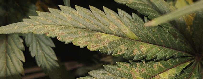 Kalium Kalium
