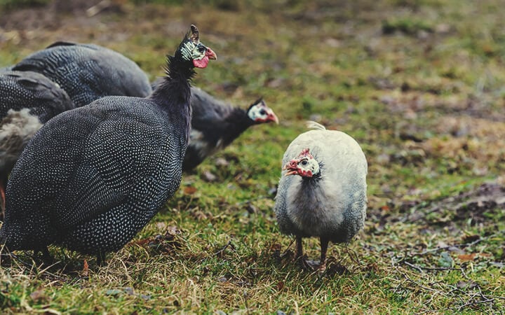 Halte Dir Geflügel und Perlhühner Halte Dir Geflügel und Perlhühner