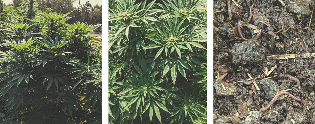 Vorteile des Outdoor-Anbaus von Cannabis