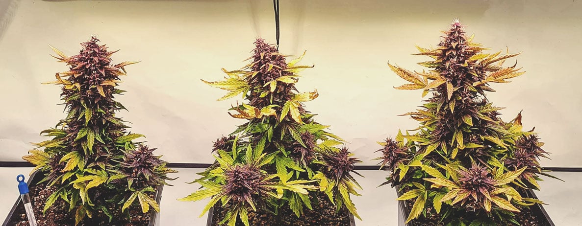 Welche Cannabisfarben gibt es? Welche Cannabisfarben gibt es?