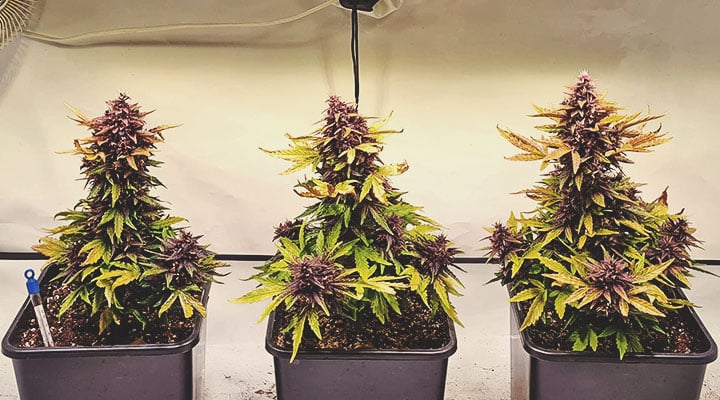 Welche Cannabisfarben gibt es? Welche Cannabisfarben gibt es?