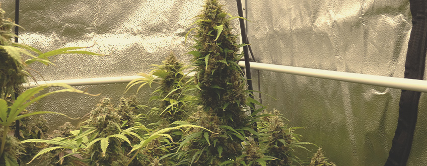 Purple Queen Auto