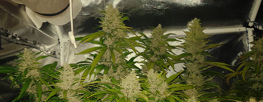 Purple Queen Purple Queen