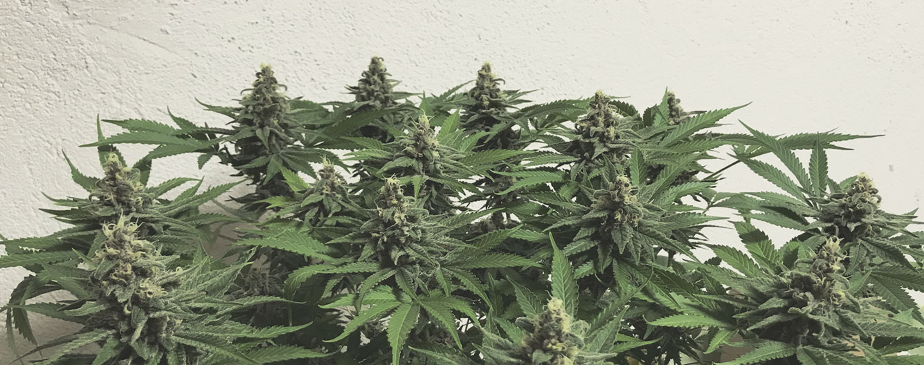 Top 10 High-Yielding Outdoor Cannabis Strains Top 10 High-Yielding Outdoor Cannabis Strains