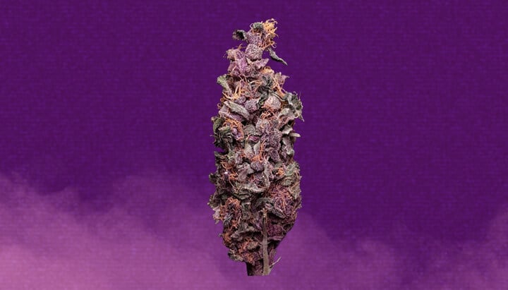 Purple Kush Cannabis Strain
