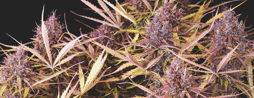 What Causes Cannabis To Turn Purple?