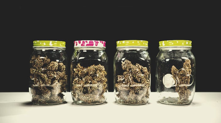 Die Qualität des Cannabis Die Qualität des Cannabis