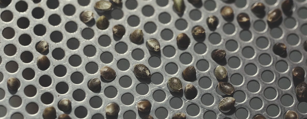 Der Qualitätskontrollprozess von Royal Queen Seeds: Schritt für Schritt Der Qualitätskontrollprozess von Royal Queen Seeds: Schritt für Schritt