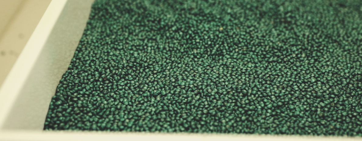 Der Qualitätskontrollprozess von Royal Queen Seeds: Schritt für Schritt Der Qualitätskontrollprozess von Royal Queen Seeds: Schritt für Schritt