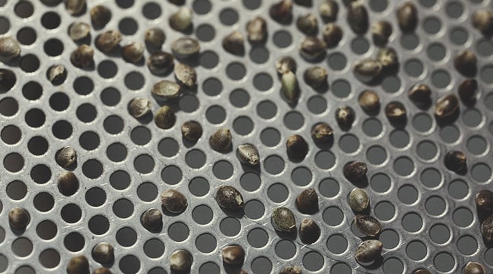Der Qualitätskontrollprozess von Royal Queen Seeds: Schritt für Schritt Der Qualitätskontrollprozess von Royal Queen Seeds: Schritt für Schritt