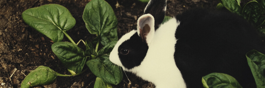 Bio-Kompost aus Kaninchen Bio-Kompost aus Kaninchen