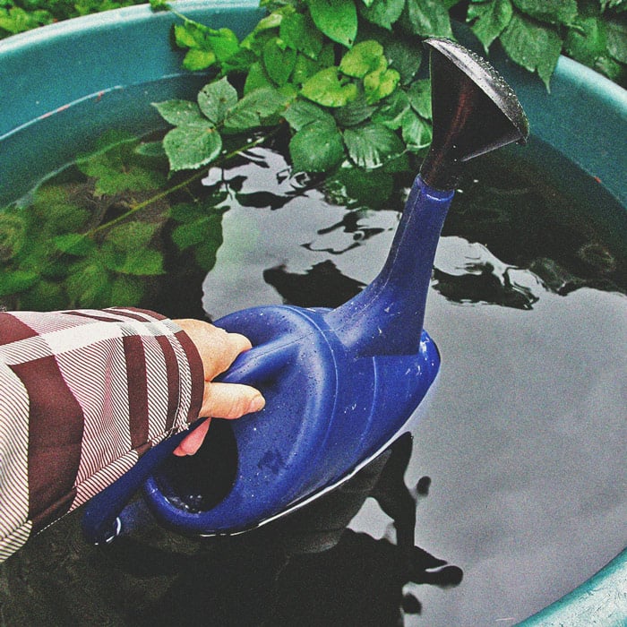 Cannabis und Wasserqualität Teil 3: Die Wahl der Wasserquelle Cannabis und Wasserqualität Teil 3: Die Wahl der Wasserquelle