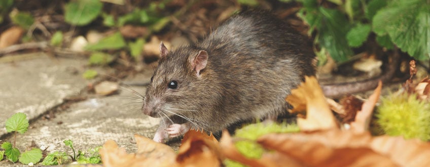 Rat Rat