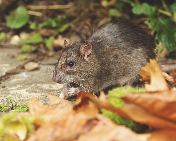 Rat Rat