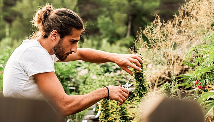 recreational cannabis in spain