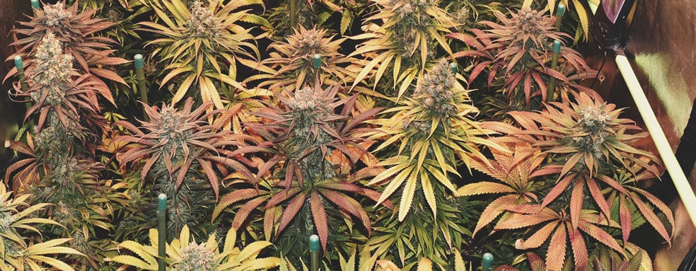 Welche Cannabisfarben gibt es? Welche Cannabisfarben gibt es?