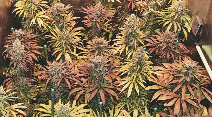 Welche Cannabisfarben gibt es? Welche Cannabisfarben gibt es?