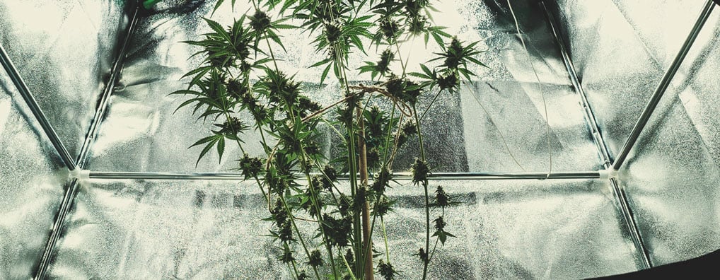 What Are Reflective Grow Tent Materials? What Are Reflective Grow Tent Materials?