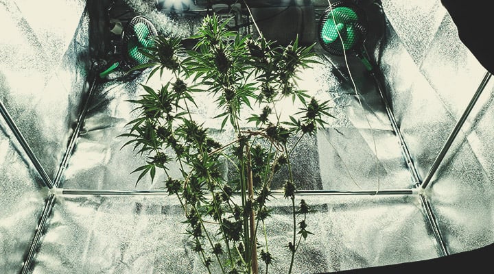 What Are Reflective Grow Tent Materials? What Are Reflective Grow Tent Materials?