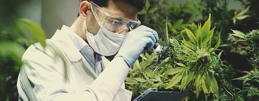 Die Verwendung von medizinischem Cannabis in der heutigen Zeit: Wie verändert sie sich?