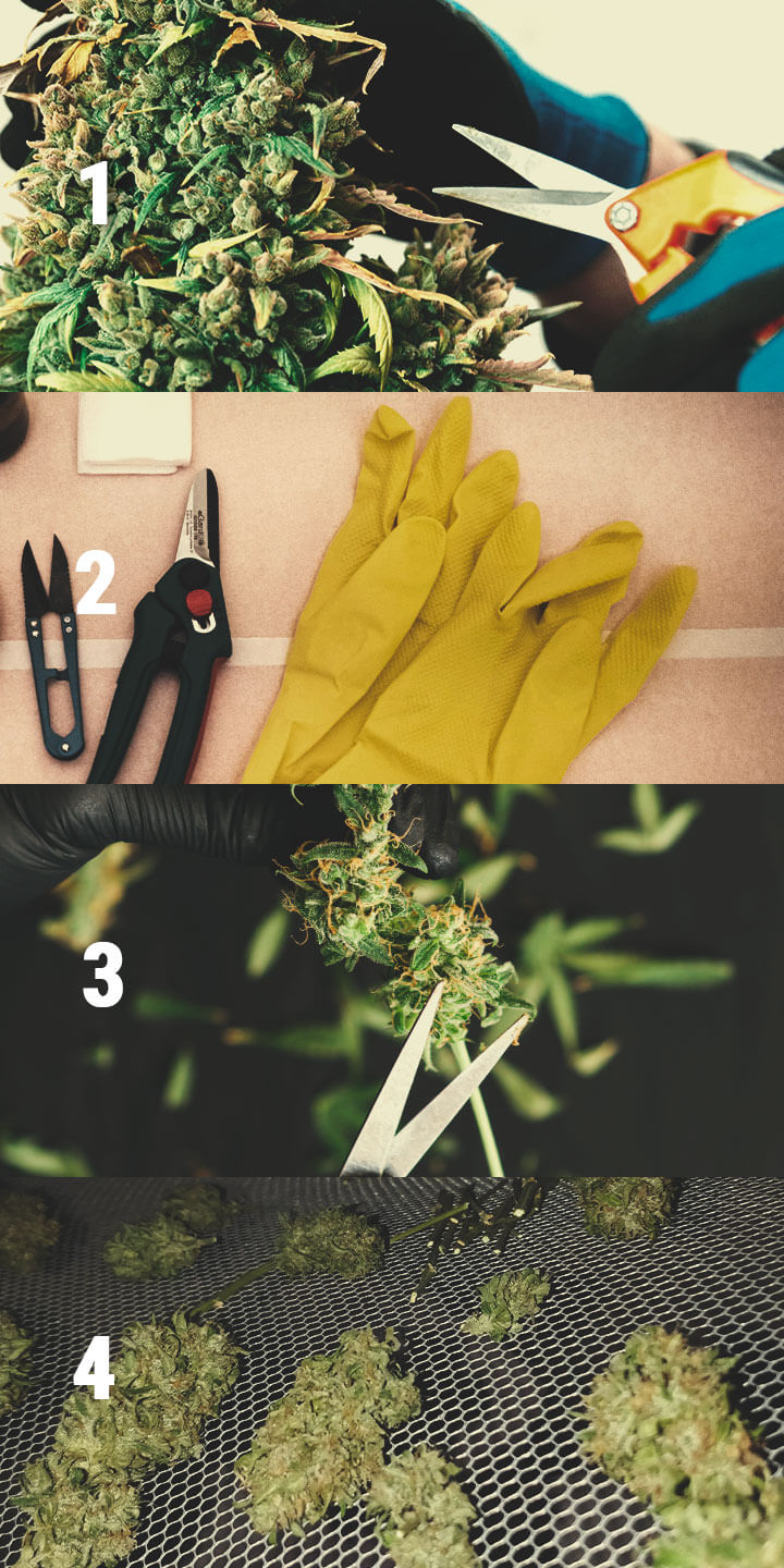 Wie und warum Du die Blüten Deiner Cannabispflanzen trimmen solltest RQS Blog