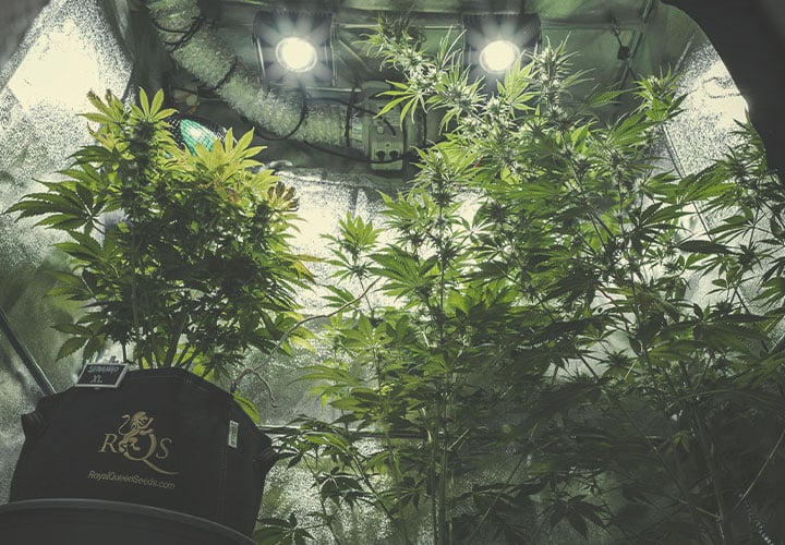 The Average Cost of Building an Indoor Grow Room