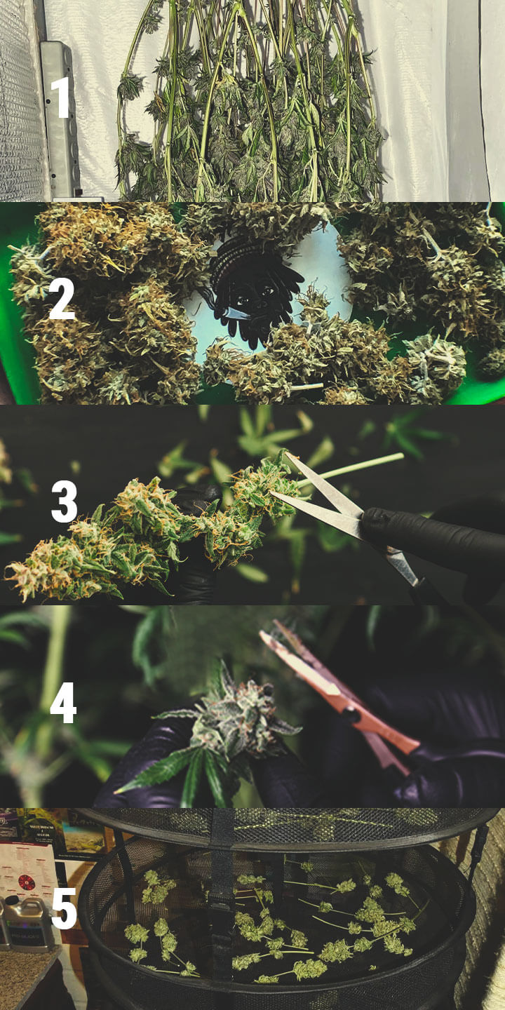 Wie und warum Du die Blüten Deiner Cannabispflanzen trimmen solltest RQS Blog