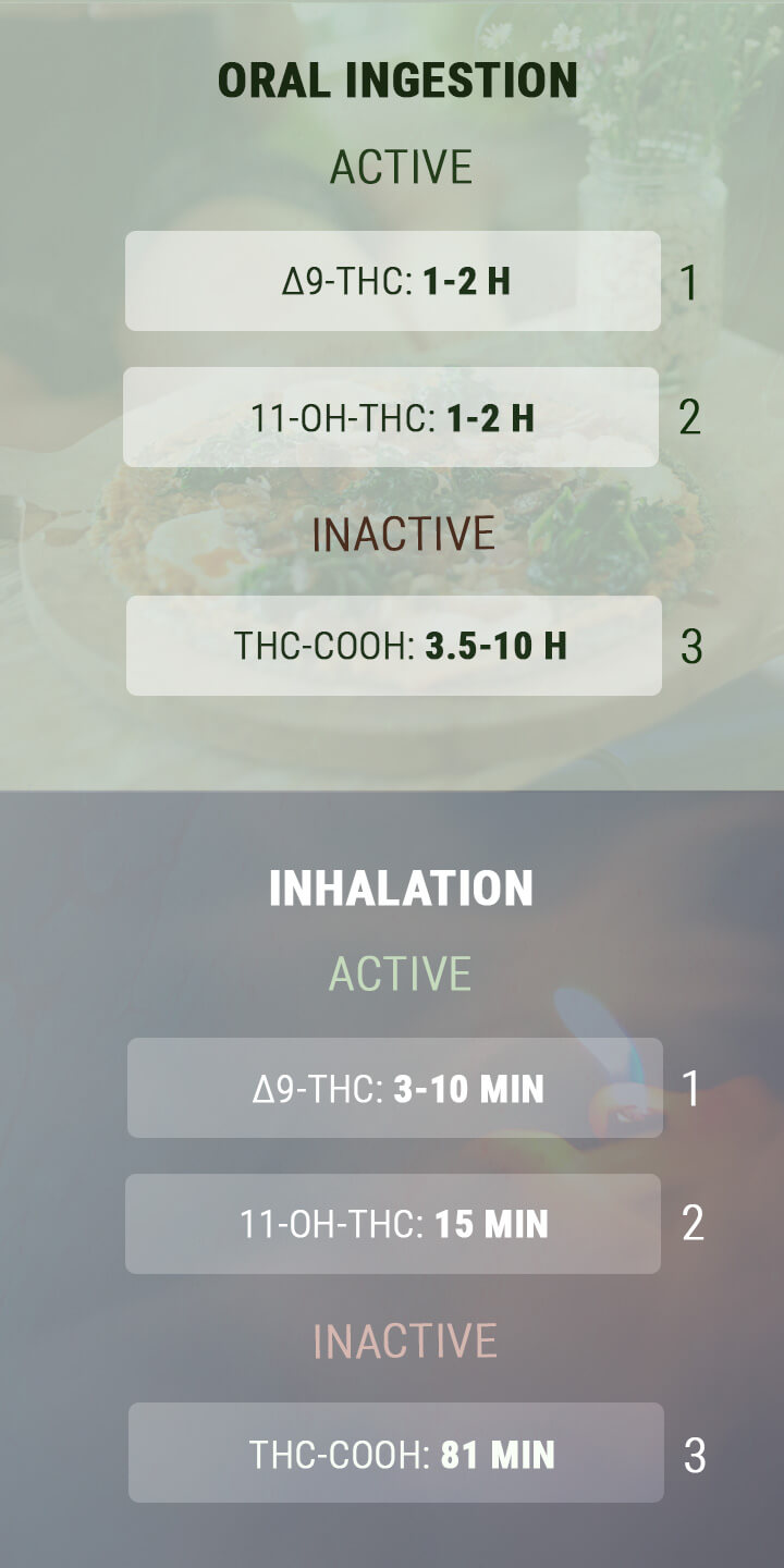 How Long Does a Cannabis High Last? How Long Does a Cannabis High Last?