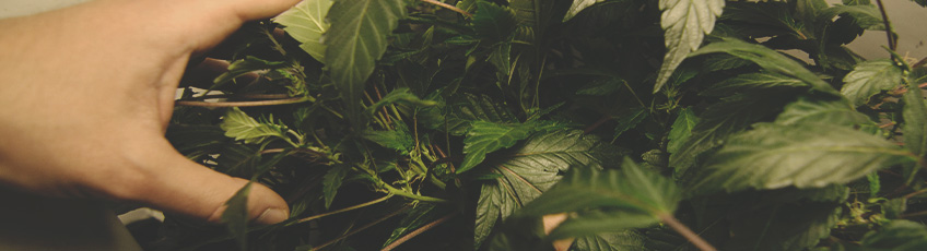 CANNABIS AILMENTS CANNABIS AILMENTS