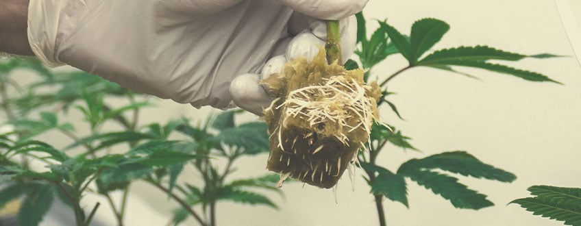 Wie man Cannabis in Steinwolle klont