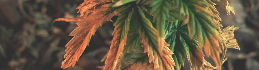 CANNABIS AILMENTS CANNABIS AILMENTS